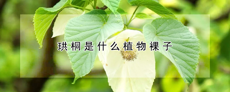 珙桐是什么植物裸子