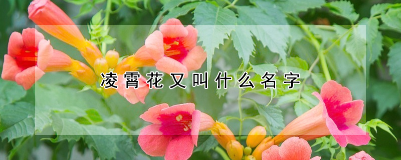 凌霄花又叫什么名字