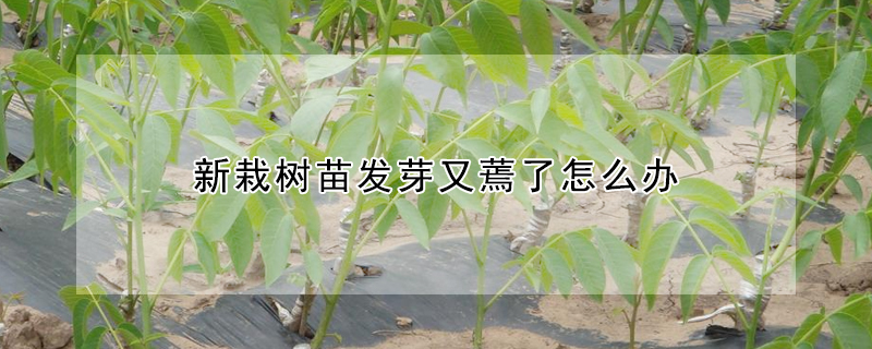 新栽樹苗發(fā)芽又蔫了怎么辦