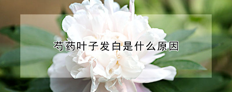 芍藥葉子發白是什么原因