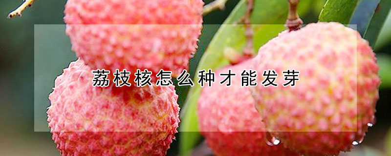 荔枝核怎么種才能發芽