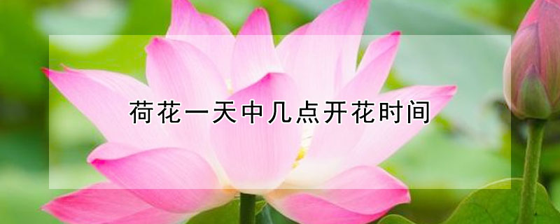 荷花一天中幾點(diǎn)開(kāi)花時(shí)間