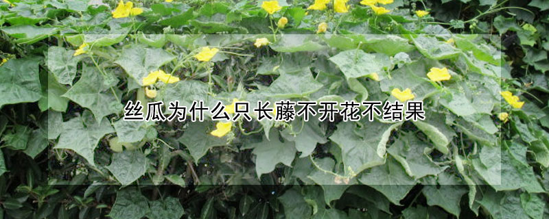 絲瓜為什么只長(zhǎng)藤不開花不結(jié)果