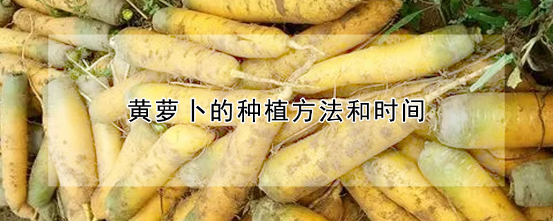 黃蘿卜的種植方法和時間