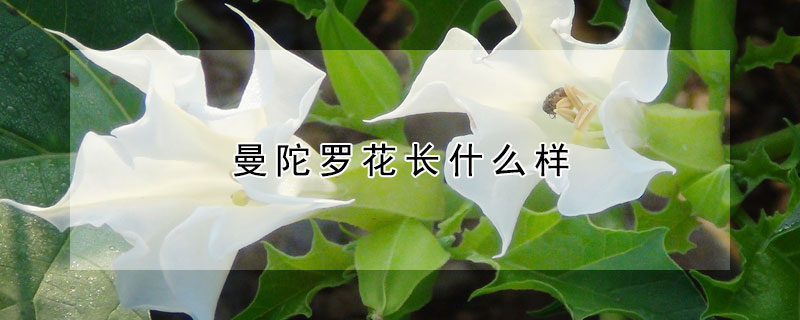 曼陀羅花長什么樣