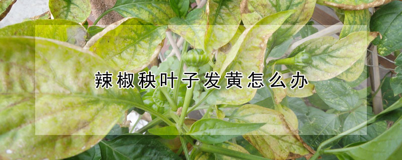 辣椒秧葉子發(fā)黃怎么辦