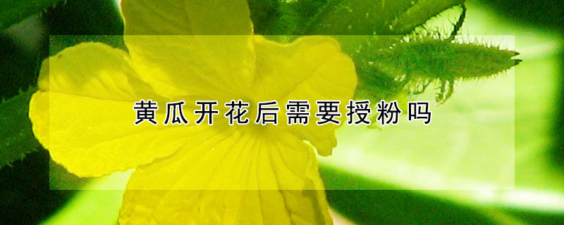 黃瓜開花后需要授粉嗎