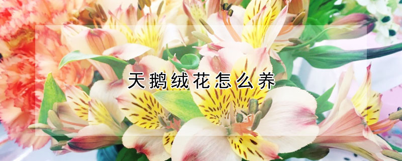 天鵝絨花怎么養