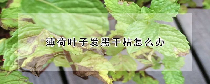 薄荷葉子發(fā)黑干枯怎么辦