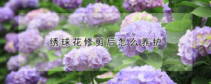 繡球花修剪后怎么養(yǎng)護