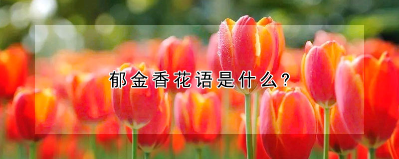 郁金香花語是什么?