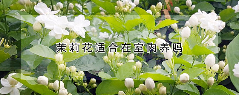 茉莉花適合在室內養嗎