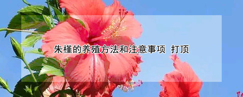 朱槿的養(yǎng)殖方法和注意事項(xiàng) 打頂