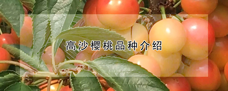 高沙櫻桃品種介紹