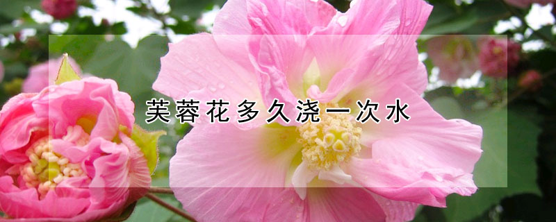 芙蓉花多久澆一次水