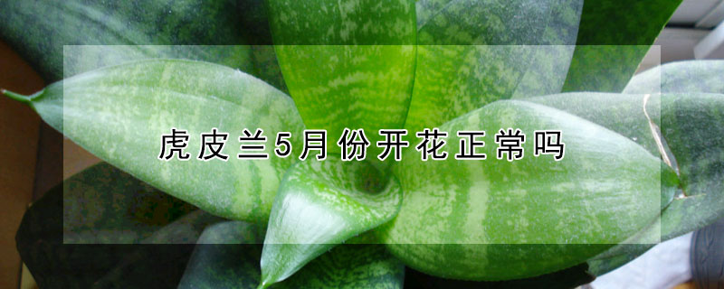 虎皮蘭5月份開花正常嗎