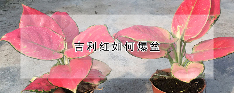 吉利紅如何爆盆