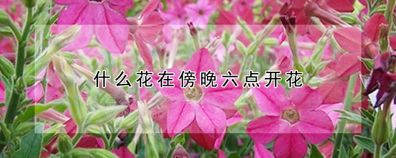 什么花在傍晚六點開花