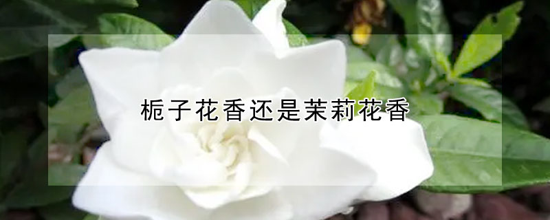 梔子花香還是茉莉花香