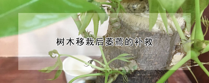 樹木移栽后萎蔫的補救