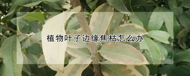 植物葉子邊緣焦枯怎么辦