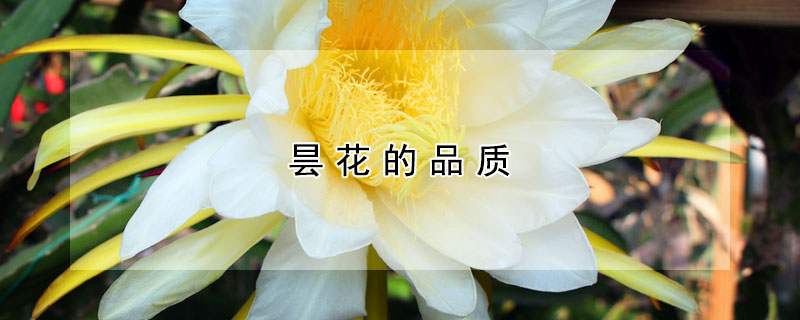 曇花的品質(zhì)