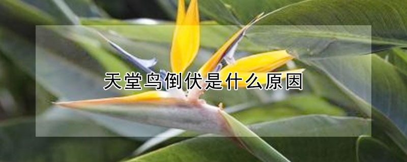 天堂鳥倒伏是什么原因