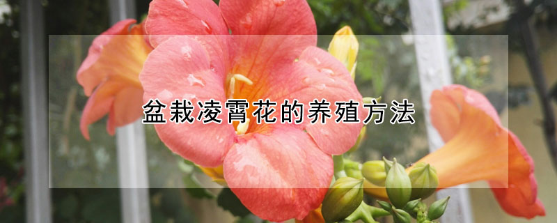 盆栽凌霄花的養(yǎng)殖方法