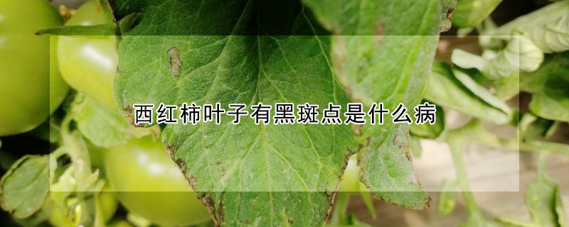 西紅柿葉子有黑斑點是什么病