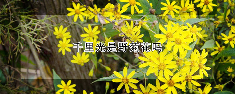 千里光是野菊花嗎