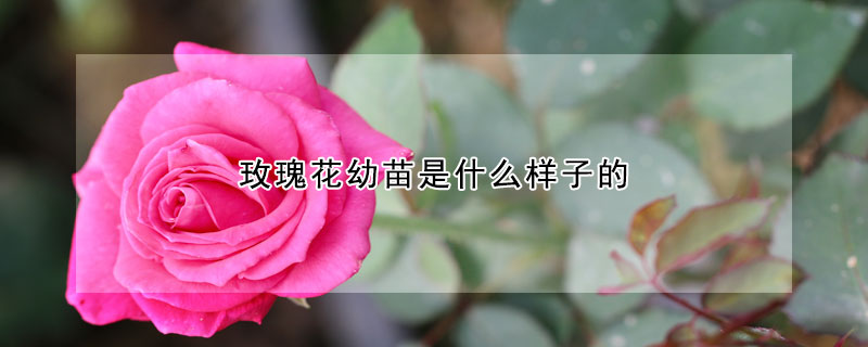 玫瑰花幼苗是什么樣子的