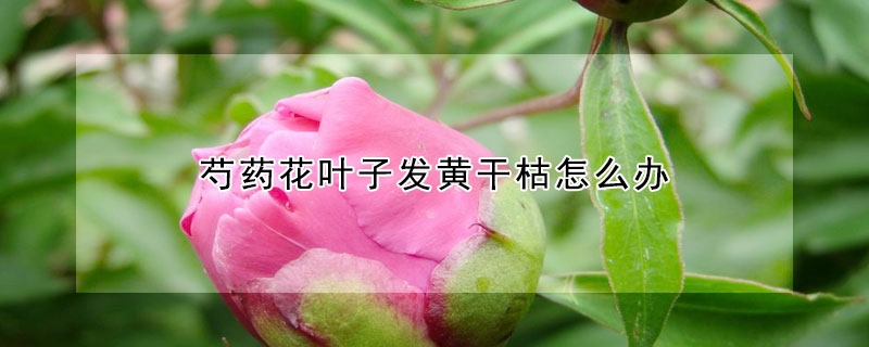 芍藥花葉子發(fā)黃干枯怎么辦