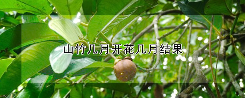 山竹幾月開花幾月結果