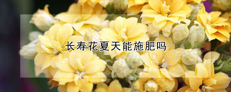 長壽花夏天能施肥嗎