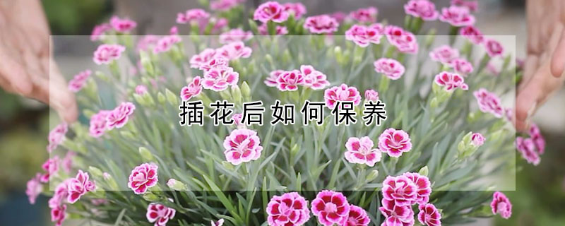 插花后如何保養