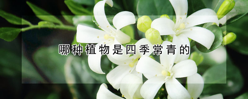 哪種植物是四季常青的