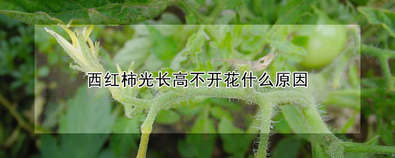 西紅柿光長高不開花什么原因