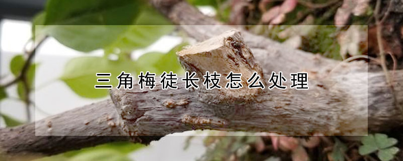 三角梅徒長(zhǎng)枝怎么處理