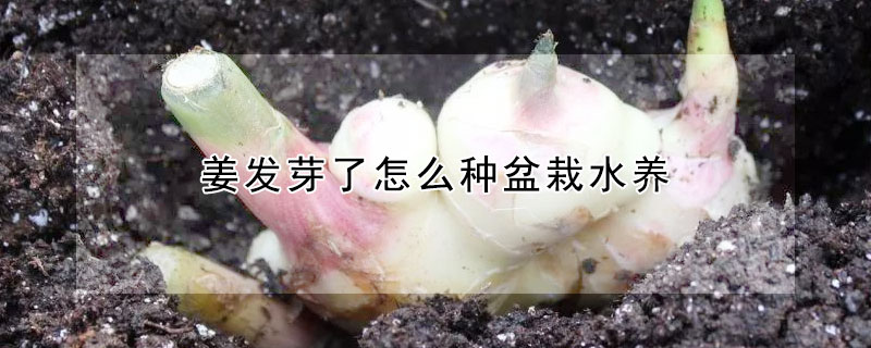 姜發芽了怎么種盆栽水養