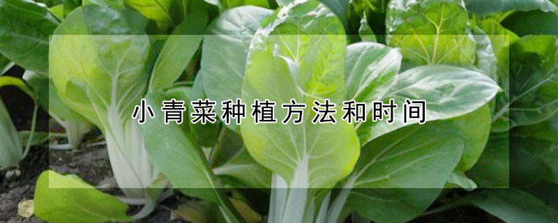 小青菜種植方法和時間