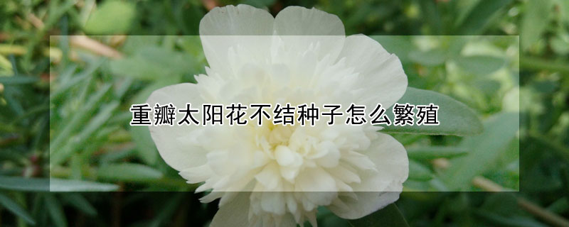 重瓣太陽(yáng)花不結(jié)種子怎么繁殖