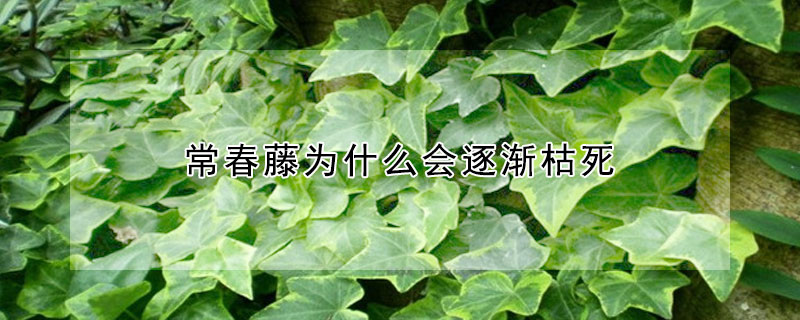 常春藤為什么會逐漸枯死