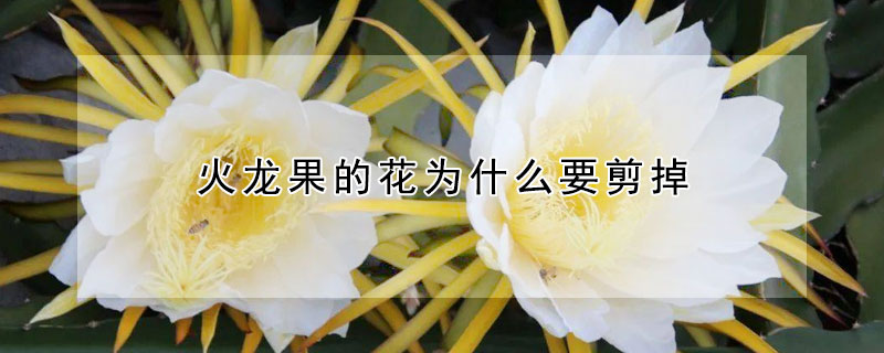 火龍果的花為什么要剪掉