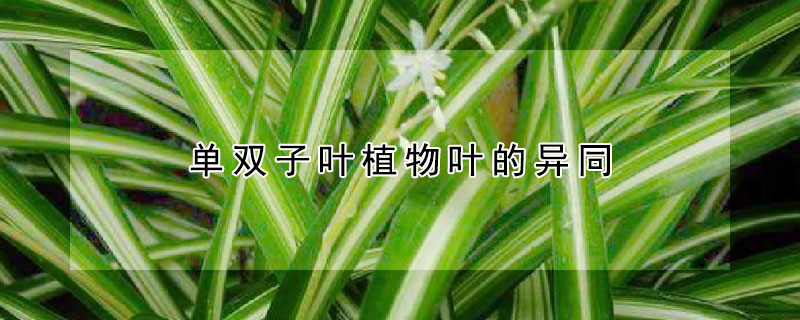 單雙子葉植物葉的異同