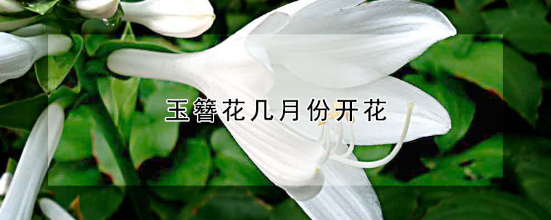 玉簪花幾月份開花