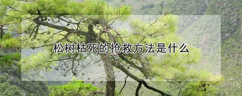 松樹枯死的搶救方法是什么