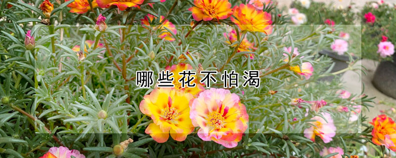 哪些花不怕渴