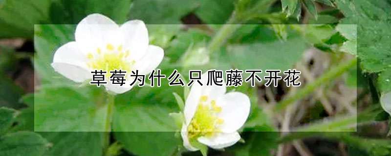 草莓為什么只爬藤不開花