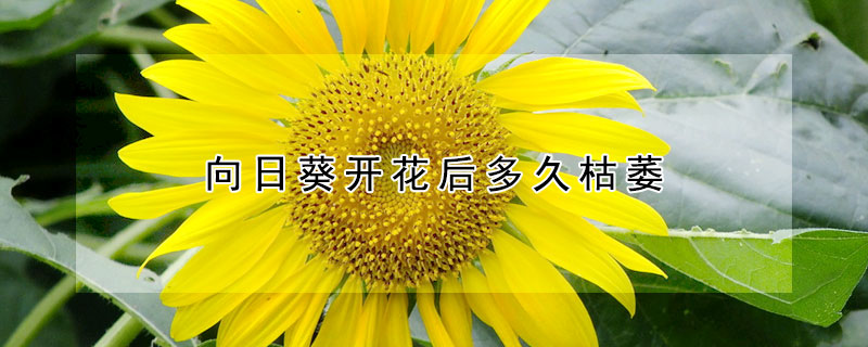 向日葵開花后多久枯萎