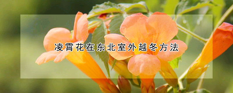 凌霄花在東北室外越冬方法